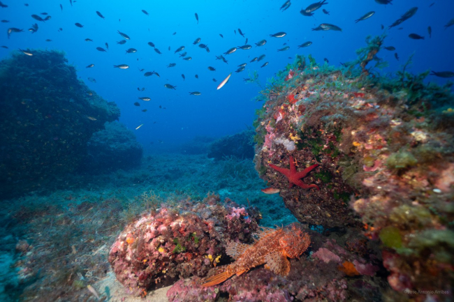 Pesca organiza el primer Congreso de Reservas Marinas de la Mediterránea Occidental 