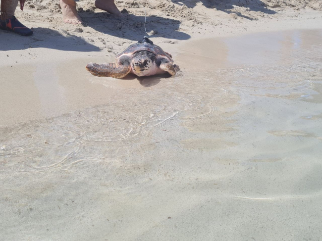 Vuelven al mar tres tortugas marinas de la primera puesta que hubo en Eivissa 
