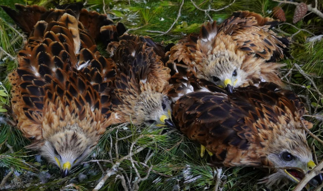 Medio Ambiente envía 4 milanos reales a Andalucía para reforzar la población