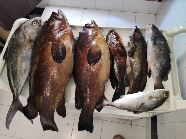 Decomisada una partida de pescado en un restaurante de Menorca que había sido pescada de forma furtiva