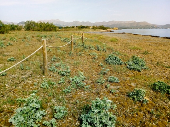 La protección dunar de la Albufereta propicia un récord de cría del chorlitejo patinegro