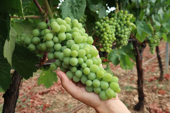 SEMILLA se convierte en IRFAP para potenciar la mejora del conocimiento agroalimentario y pesquero de Balears