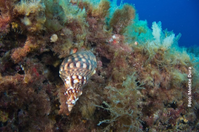 Identificado un ejemplar de caracola marina en la reserva marina de El Toro