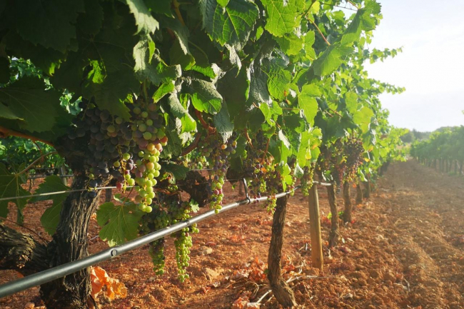 El sector vitivinícola de Balears recibirá 1,5 millones de euros del programa de apoyo español (PASVE)