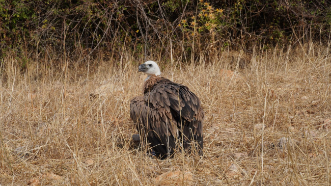 Detectadas dos nuevas colonias de cría del buitre leonado en el Paraje natural de la Serra de Tramuntana