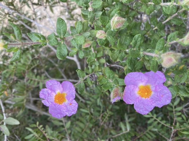 Descubren en el Parque Nacional de Cabrera una especie de estepa nunca documentada antes en las Islas Baleares