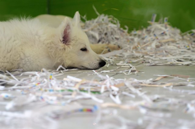 Agricultura, Pesca y Medio Natural informa sobre la Ley Estatal de Bienestar Animal que entra en vigor este viernes