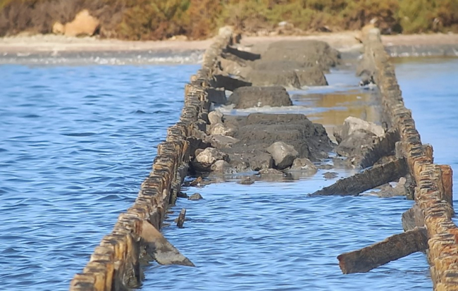 La colonia de flamencos del Parque Natural de Ses Salines intenta nidificar por primera vez en Eivissa