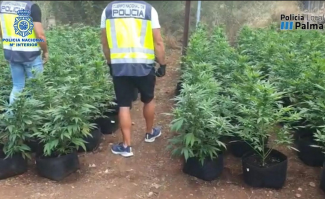 Desmantelado un punto de venta de marihuana en Palma y una plantación en Costitx 