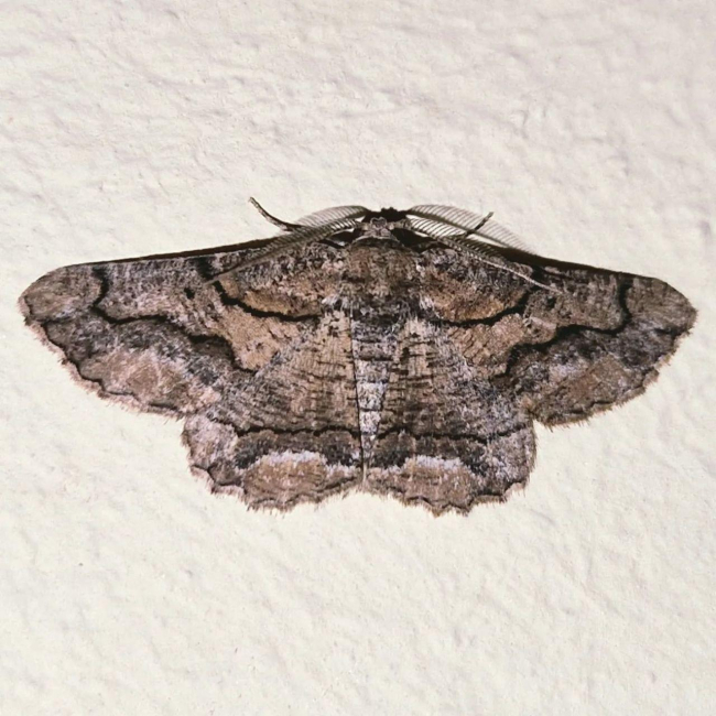 Se encuentran 19 nuevas especies de mariposas nocturnas en el Parc Natural de sa Dragonera