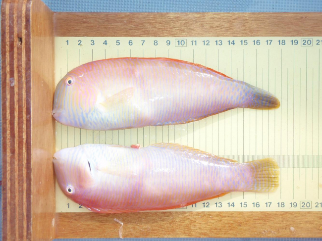 A partir de mañana se levanta la veda para la pesca del raor, la especie más pescada por los recreativos 