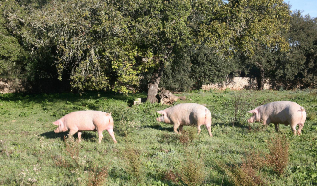 El sector porcino de PIMEM califica este año 2022 de más productivo, pero con menos rentabilidad