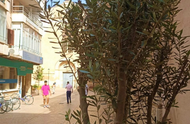 El Ayuntamiento de Manacor coloca veinticinco olivos en calles y plazas del centro