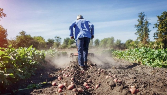 Se aprueba la propuesta de MÉS por Mallorca para mejorar la situación de un campesinado al límite