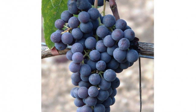 La Giró negro, nueva variedad de viña autorizada para plantación en las Illes Balears