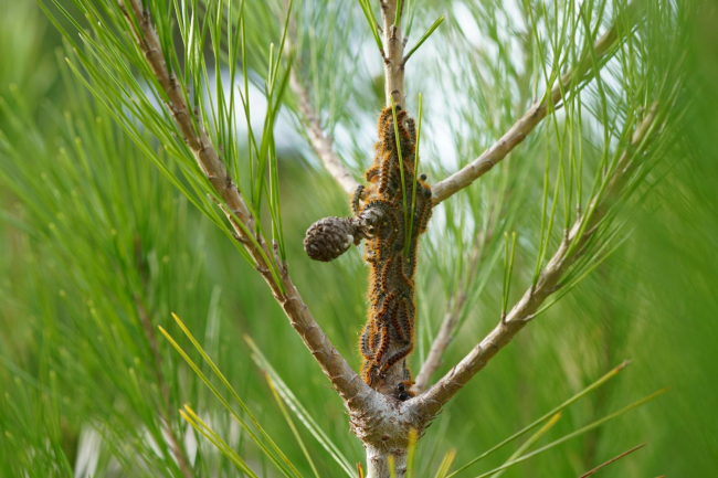 Los espacios naturales protegidos de Illes Balears ya disponen de planes individualizados de sanidad forestal