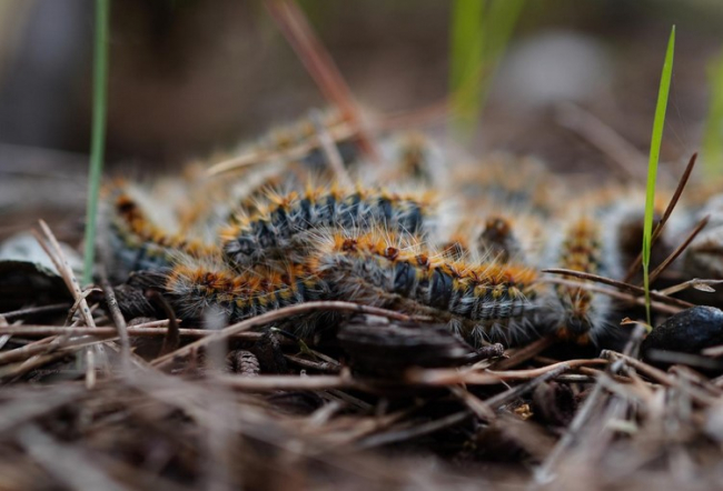 La Conselleria de Agricultura, Pesca y Medio Natural aplicará tratamiento aéreo contra la procesionaria del pino en toda la superficie forestal de pinar de Formentera