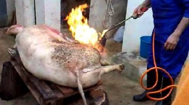 Salud Pública actualiza la web de matanzas domiciliarias de cerdos con información para los ayuntamientos y la ciudadanía