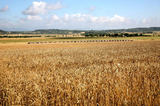 Balears es la tercera comunidad autónoma con menos concentración de nitratos por hectárea y en las zonas de pasto del ganado