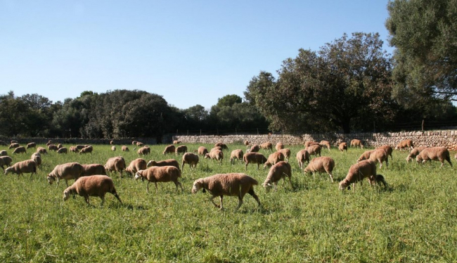 El FOGAIBA abona más de 2,3 millones de euros en ayudas al sector primario y agroalimentario durante el mes de octubre