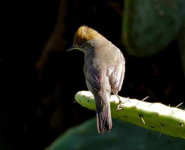 El Parque Natural de Sa Dragonera finaliza con éxito la campaña de estudio de la migración de otoño
