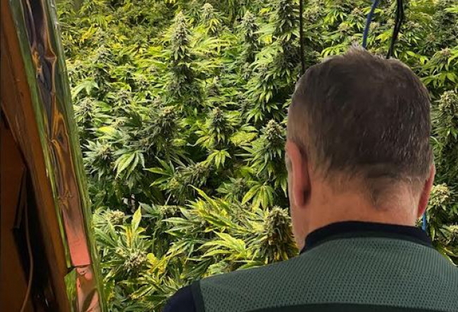 La Guardia Civil incauta 90 plantas de marihuana en un domicilio de Algaida