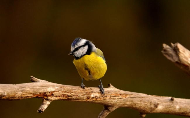 Medio Ambiente publica la primera 'Guia dels Ocells dels Boscos de les Illes Balears'