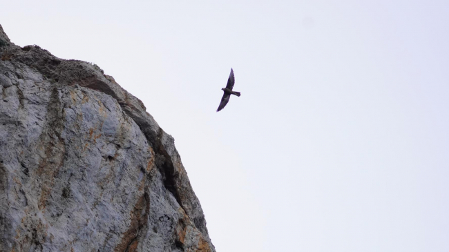 La población de halcón de Eleonora se mantiene estable al archipiélago