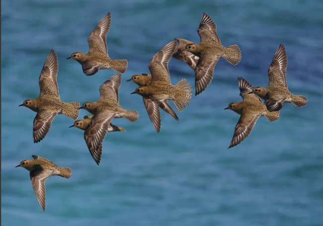 El recuento invernal de aves acuáticas en los espacios naturales protegidos de las Islas Baleares finaliza con casi 16.000 avistamientos