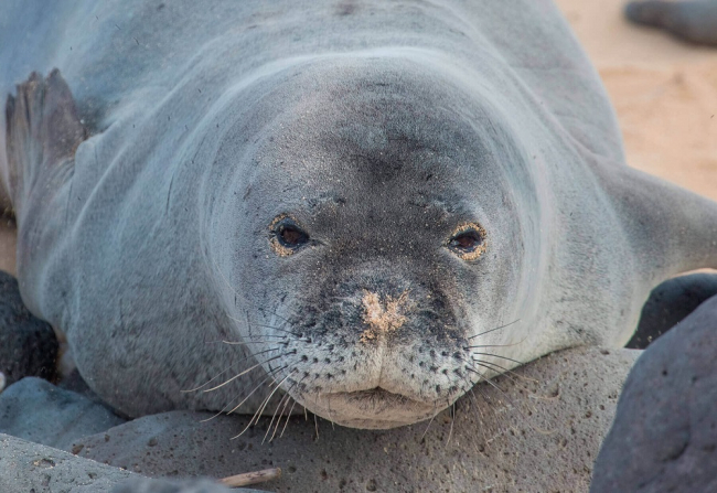 Identificados rastros de ADN de foca monje en el Parque nacional de Cabrera y en el Parque natural de sa Dragonera