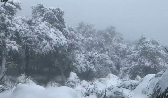 Nieve a partir de 1200 - 1300 m, con unos 10 cm en la  cima del Puig Major