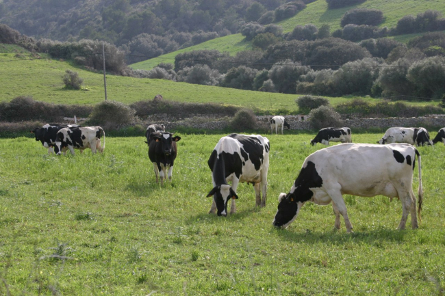 Agricultura rebaja algunos controles y pruebas después de la declaración de Balears como zona libre de tuberculosis bovina