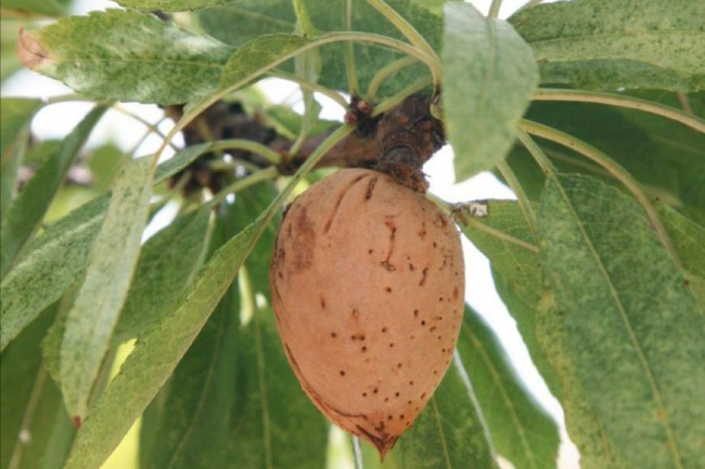 El FOGAIBA abona 1,8 millones de euros de las ayudas asociadas de superficie, de frutos secos, arroz y cultivos proteicos de la PEC 2022