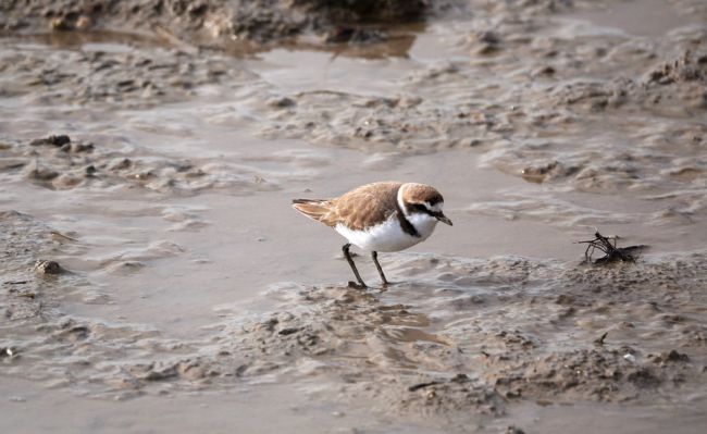 Medio Ambiente pide colaboración para respetar las zonas de cría del chorlitejo patinegro