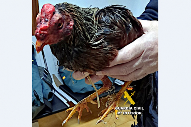 La Guardia Civil ha investigado a un varón por maltrato a animal doméstico en Campos