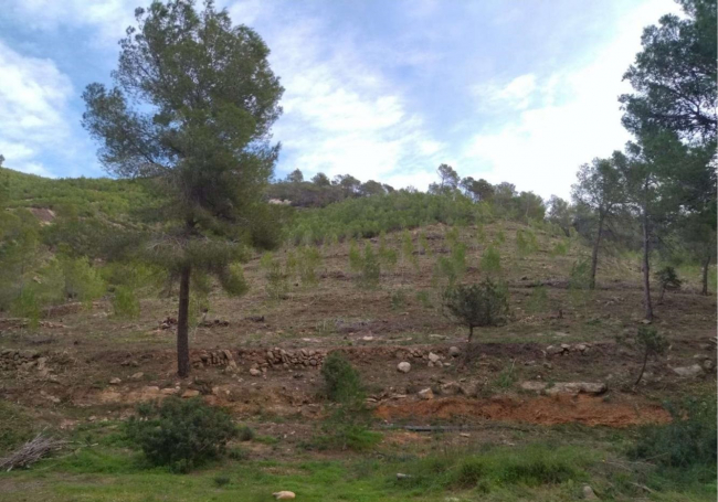 Medio Ambiente ejecuta actuaciones para prevenir los incendios forestales en 38 hectáreas de Benirràs y Morna