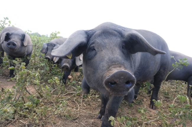 El FOGAIBA abona casi 5 millones de euros en ayudas al sector primario y agroalimentario durante el mes de marzo