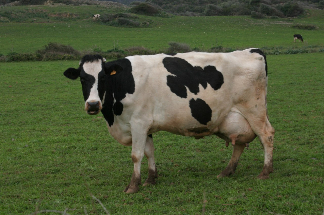 Ayudas de 6,3 millones de euros, con fondos del impuesto del turismo sostenible, para que los agricultores puedan hacer frente a los costes de la insularidad 