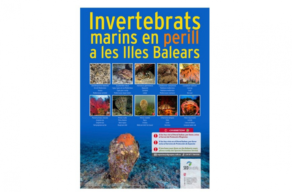 Medio ambiente pide colaboración ciudadana para detectar invertebrados marinos en peligro