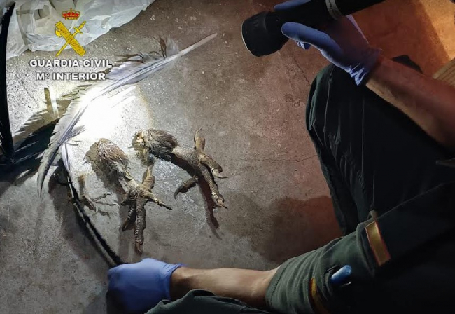 La Guardia Civil detiene en Mallorca a una persona por delitos contra la flora y la fauna