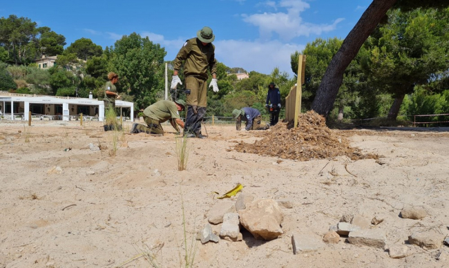 Empiezan los trabajos de recuperación del sistema dunar ocupado por el chiringuito del Parque natural de Mondragó