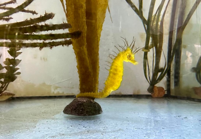 Banca March y Fundación Palma Aquarium se unen para
preservar los Caballitos de Mar en el Mediterráneo