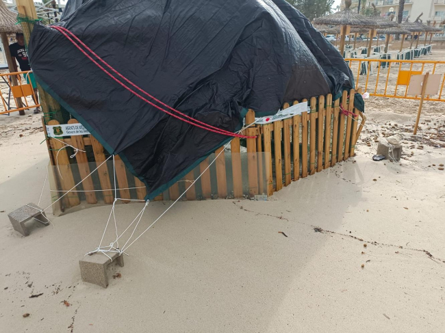 Medio Natural retira el nido de tortuga marina de Cala Millor a causa del temporal 