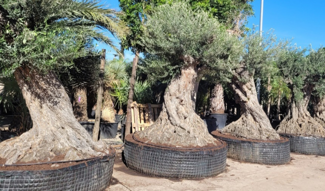 Este viernes empieza el segundo periodo permitido para la entrada de árboles ornamentales en las Islas Baleares 