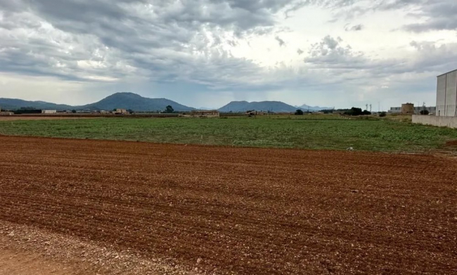 Agricultura hace un nuevo pago de ayudas a los agricultores y ganaderos de las Illes Balears de más de 3,1 millones de euros