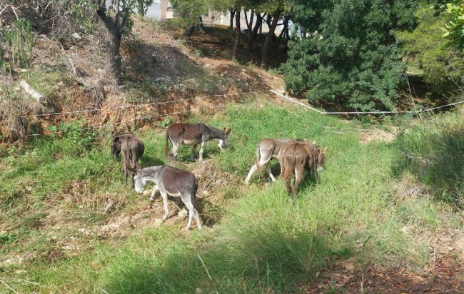 El Ayuntamiento de Marratxí lleva a cabo la limpieza de los torrentes Gros y Coanegra