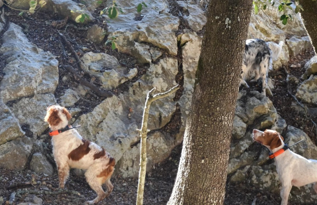 El Consejo de Caza de Mallorca aprueba una nueva orden de vedas que permite prorrogar la caza de algunas especies