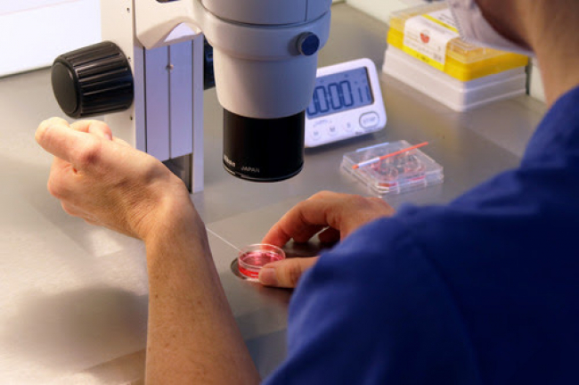 Científicos españoles descubren una técnica para seleccionar los mejores espermatozoides en las fecundaciones in vitro