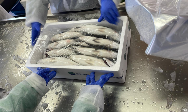 La Conselleria de Agricultura, Pesca y Medio Natural, junto con Aquicultura Balear, hace una donación de unas 5.000 lubinas a entidades sociales de Mallorca 