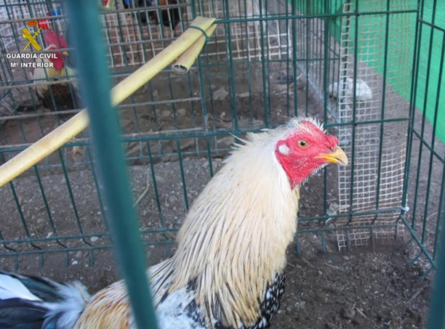 Inspeccionan una finca agrícola en Santa Eulalia donde hallaron 142 gallos de pelea